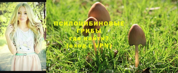 прущие грибы Белоозёрский